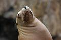 167. leone marino