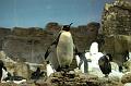 226. penguin encounter