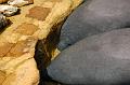 255. manatee rescue
