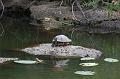 568