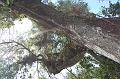 601. mahogany hammock