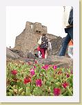 047. qasr al-azraq fiori * 1704 x 2272 * (779KB)