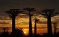 05. allee des baobabs