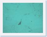 008. pesce porto * 2272 x 1704 * (683KB)