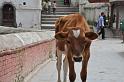 06. pashupatinath (22)