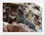 1. paracas - ballestas - nazca - huacachina * (37 Foto)