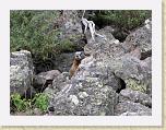 016. marmotta dettaglio * 1884 x 1417 * (1.53MB)