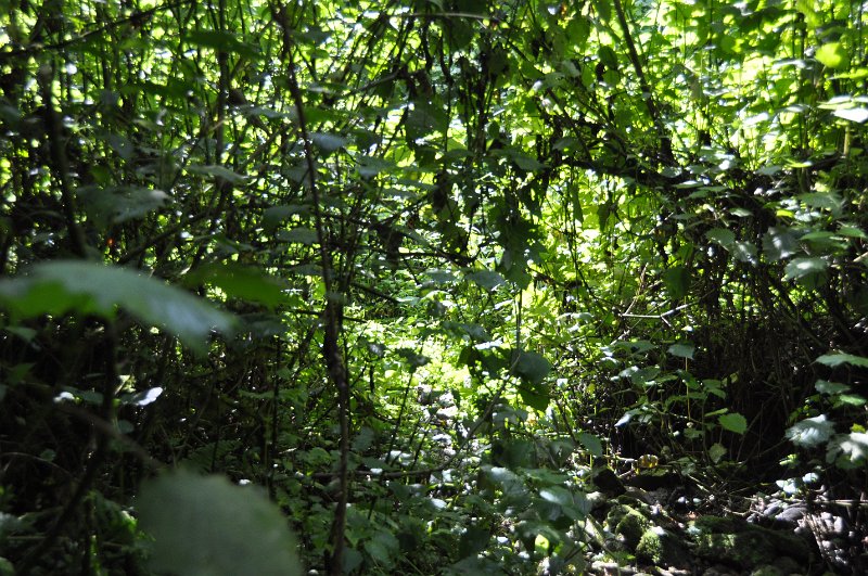 DSC_0956.JPG