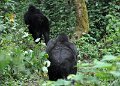 DSC_2003 (008)