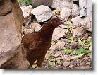 116. gallina * 2272 x 1704 * (777KB)