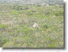124. foresta attorno coba * 2272 x 1704 * (849KB)