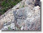 067. iguanina uxmal * 2272 x 1704 * (1.22MB)