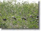 096. uccelli * 2272 x 1704 * (888KB)