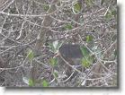 098. uccello nido * 2272 x 1704 * (655KB)