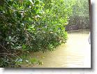 103. mangrovie * 2272 x 1704 * (803KB)