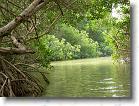111. mangrovie 2 * 2272 x 1704 * (874KB)