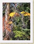 117. albero colori * 1704 x 2272 * (2.73MB)