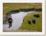 123. bisonti * 2272 x 1704 * (2.1MB)