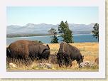 130. bisonti sfondo lago * 2189 x 1559 * (2.58MB)