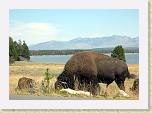 131. bisonte sfondo lago * 2227 x 1559 * (2.32MB)