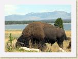 132. bisonte sfondo lago * 1977 x 1417 * (1.88MB)
