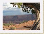 237. dead horse point albero * 2272 x 1704 * (2.02MB)